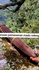 madu asli 100% tanpa campuran | madu murni asli original |madu hutan
