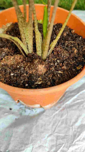 (READY STOCK) ALOCASIA STINGRAY ‖ MACRORRHIZOS ELEPHANT EAR PLANT