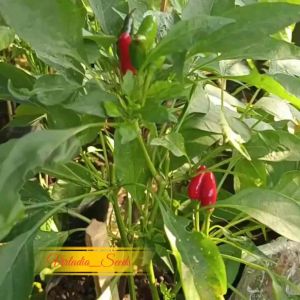[Virladia Seeds] Biji Benih tanaman tumpuk Cabe Etna