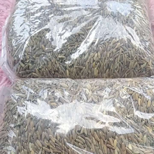 benih padi  beras ketan hitam 1 kg  biar sesuai tumbuhnya baca depkrisi