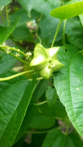 เมล็ดดาวอินคา 20 เมล็ด (สำหรับปลูก) ถั่วดาวอินคา