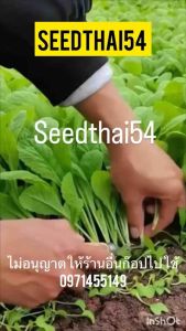 เมล็ดผักกาดขาวน้อย3500เมล็ดโปรโมชั่นสั่ง 3แถม ฟรี 1
