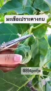 เมล็ดพันธุ์มะเขือเปราะลาย คางกบ🥒สายพันธุ์ดกพิเศษ (ลูกดก เนื้อกรอบ ยางน้อย ออกลูกตลอดทั้งปี ปลูกง่าย)