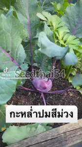 เมล็ดกะหลำปมสีม่วงเมล็ดพันธุ์กะหล่ำปมม่วง กินได้หรือโคลลาบี้ เมล็ดพันธุ์ผักต่างประเทศ