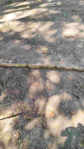 GOLOK PREMIUM MODEL TATOR TORAJA FLASH SALE TERMURAH BERKUALITAS TINGGI TAHAN LAMA PEMAKAIAN BERGERANSI TERMURAH PERKAKAS KEBUN PREMIUM EKONOMIS TERBUAT DARI HASIL TEMPA BAKAR SEPUH KOKOH KUAT BERKUALITAS TINGGI