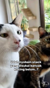 MeO Creamy Treats 4x15gr: Snack Kucing Tuna Scallop & Bonito