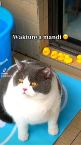 Shampo Kucing / Anjing Conditioner Premium anti kutu / jamur / rontok/ bacteri kucing & anjing netto 1000 ml