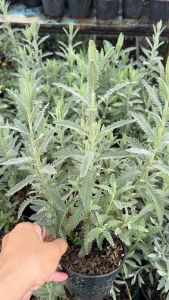 ต้นลาเวนเดอร์ไฮบริด Lavender Hybrid ☘️กระถาง 4 นิ้ว ☘️ต้นสูงประมาณ 20-30 เซนติเมตร ดูแลง่าย ทนร้อน ชอบแดด