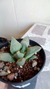 อริโอรีตูซึส