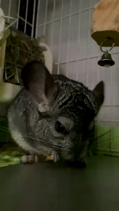 APEL STICK MAINAN KUNYAH HAMSTER (ISI 4PCS)