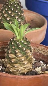 Euphorbia bupleurifolia铁甲麒麟(小旺梨)