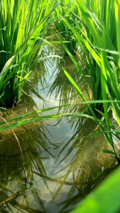 serendy | ORIGINAL | 28wp | original | obat gulma padi | herbisida sitemik | slektif | pembasmi gulma| teki pada tanaman padi | obat rumput padi | serendi | berat bersih 25 gram kemasan pabrik