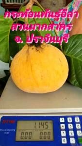 ต้นกระท้อนอีล่า ปุยฝ้าย ทองกำมะหยี่ ผอบทอง ขนาด 1 เมตร