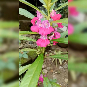 15 BIJI BENIH BUNGA PACAR AIR TUMPUK CAMPUR WARNA/MIX