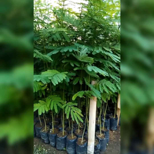 BIJI BENIH TANAMAN SENGON LAUT (TANAMAN PAKAN TERNAK)