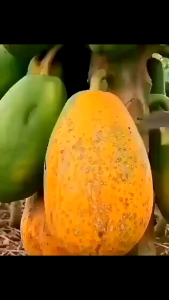 Benih Pepaya California Sun Grads 1gr 50 biji Bibit Unggul