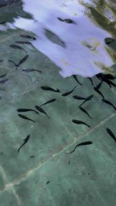 Black Molly Fish / Fish for Aquarium [ S size] 3-4cm |  buy 6 free 6  （黑玛丽鱼）