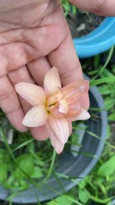 15 บาท Z.หัวดอกบัวดิน Rose Apple หัวละ - หัวดอกบัวดิน Rose Apple หัวละ 15 บาท