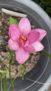 ม.หัวดอกบัวดิน Amor Fati หัวละ 50 บาท - เลือกตัวเอง ดิจิทัล คลินิก