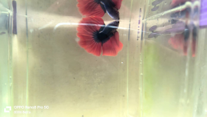 Betta fish-ikan laga-斗鱼 -halfmoon mascot(male)random 随机一样的 1/9