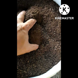 ดินปลูกสมุนไพร ออร์แกนิค ดินสำหรับสายเขียว วัตถุดิบผ่านกระบวนการหมักแล้ว