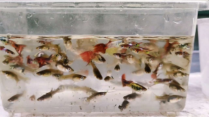 guppy endler fish/ guppy cantik