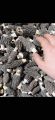 Red Sea Herbs 羊肚菌 38g | Dried Morel Mushroom/Morchella  高品质干货 | 天然野生菌 | 养生煲汤佳品 | Malaysia Stock | 送礼佳品. 
