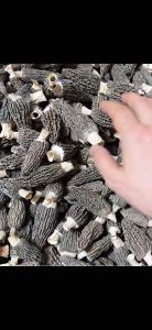 Red Sea Herbs 羊肚菌 38g | Dried Morel Mushroom/Morchella  高品质干货 | 天然野生菌 | 养生煲汤佳品 | Malaysia Stock | 送礼佳品