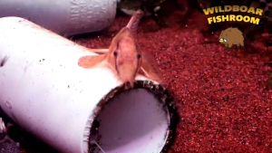 Spotted Sumatra Hillstream Loach (Homaloptera ocellata) | Live animal