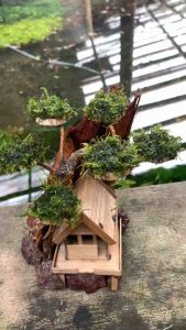 kayu rumah pohon bonsai aquascape