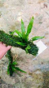 Kayu Hardscape Full Moss & Kadaka Tenggelam: Desain Taman Alami