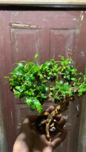 pohon bonsai buce aquascape