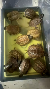OFFER 4~5CM  NEW Stock coming ..CHINA POND TURTLE... LIMITED STOCK.. now offer rm49.90/pcs..SIAPA CEPAT DIA DAPAT..4~5cm进口中华草龟驾到🐢