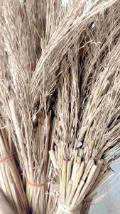 sapu jerami padi ketan hitam asli original
