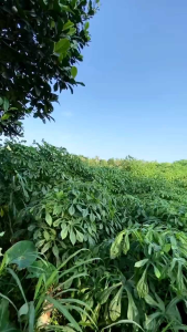 (PROMO) Bibit Singkong Telo Papua Pakan Ternak Mudah Tumbuh 20 Batang (COD)