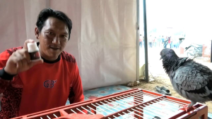 JAMU MERPATI HFF DOPING MERPATI DARA KOLONG BURUNG BALAP SUPPLEMENT MERPATI POS Makanan Burung Alami - Lazada