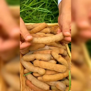 15 BIJI BENIH ASAM JAWA ( BAHAN BONSAI )