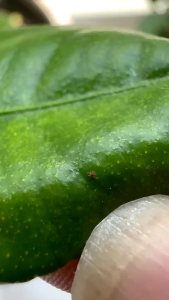 Thuốc trừ nhện đỏ DIỆT NHỆN Extra 240ml (bao mạnh bao sạch nhện)