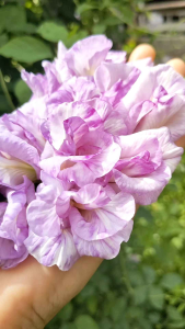 ต้นอัญชันสีชมพูด่าง ชมพูใหม่ ชมพูด่าง