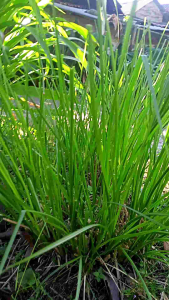 Bibit Akar Wangi (Loro Setu): Tanaman Herbal Bermanfaat Untuk Kesehatan