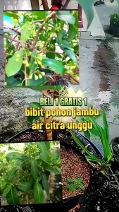 Bibit Jambu Air Citra Ungu Jumbo🌱Sudah Siap Ditanam Bibit Subur Besar Rimbun Siap Ditanam Di Lahan Maupun Di Planterbag Hasil Cangkok Yuk Dicekout Pemesanan Bisa COD Bayar Ditempat