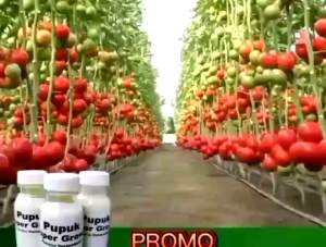 Pupuk super grow membantu meningkatkan hasil pertanian anda.