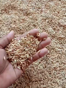 Benih/bibit padi ciherang ciputarai 48 kemasan 1kg kualitas super ungul