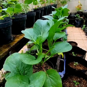 (KEMASAN PREMIUM) BIJI/BENIH SAWI MANIS HONGKONG | SAWI BUNGA