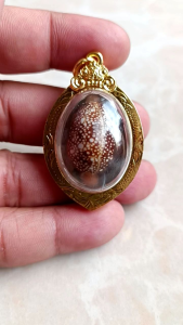 เบี้ยแก้ หลวงปู่บูรณาภูมิ 2.5X4.5 ซม. กรอบพระ ทองไมครอน จ.นครปฐม วัดกลางบางแก้ว