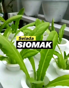 (KEMASAN PREMIUM) BIJI/BENIH SELADA  SIOMAK | CHINESE LETTUCE (isi -+3.000 butir)