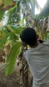 กล้วยน้ำว้า สวนอัมพวา ตัดสดใหม่ก่อนส่ง