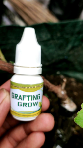 PUPUK OKULASI TANAMAN UNTUK GRAFTING TANAMAN
