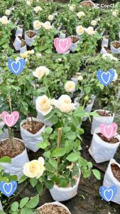 กุหลาบตัดดอกจูเลียตเลี้ยงง่ายชอบแดดดอกทรงถ้วย