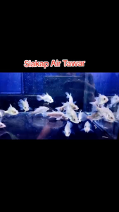 Siakap Air Tawar 3ekor